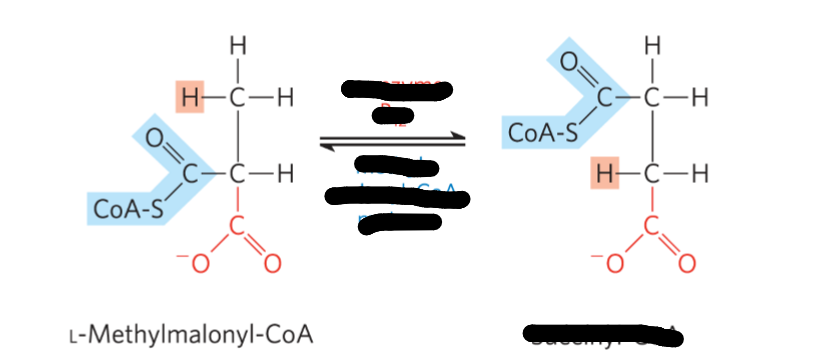 <p>Third Step: Enzyme? Coenzyme? Product?</p>