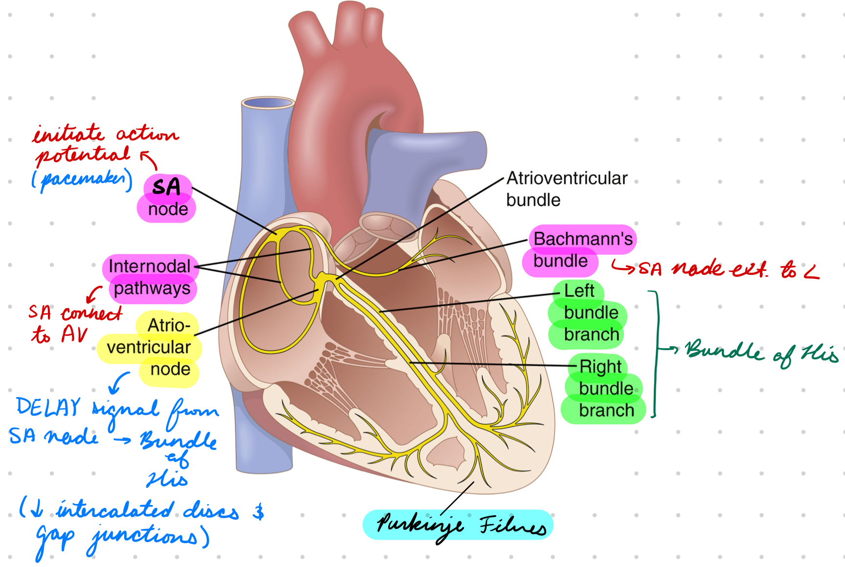 <p>In right atrium</p><ul><li><p>Near superior vena cava (SVC) opening</p></li></ul><p><strong>Bachmann Bundle:</strong> Extend to left side</p><p><strong>Intranodal Fibres:</strong> Connect to AV node</p>