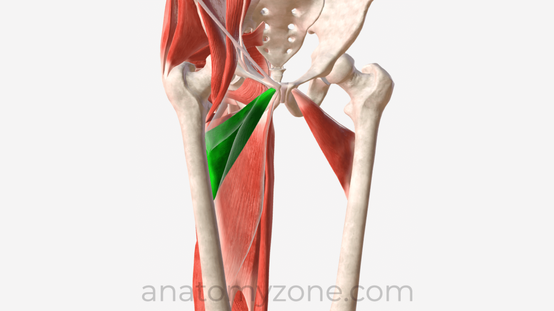 <p>Insertion</p>