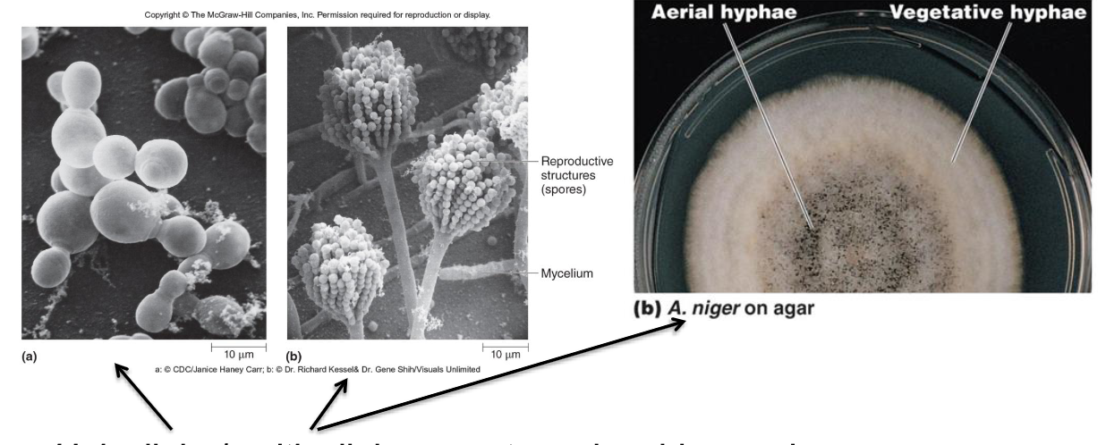 <ul><li><p><strong>…Unicellular/multicellular Eukaryotes | ie: yeast, mold, mushrooms</strong></p></li><li><p>Cell wall → <strong>Chitin</strong></p></li><li><p>Sexual/asexual reproduction</p></li><li><p>many are <strong>saprophytes</strong> → decomposers of organic matter</p></li></ul><p></p>