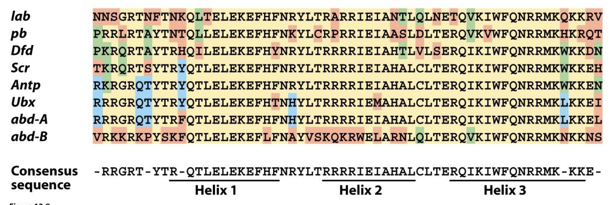 <ul><li><p>highly conserved protein domain (homeodomain) that encodes 3 ⍺-helices</p></li><li><p>helices 2 and 3 form a DNA binding motif (helix-turn-helix) found in many DNA binding proteins that regulate gene expression</p></li><li><p>Hox proteins are sequence specific DNA binding proteins that regulate gene expression</p></li></ul><p></p>