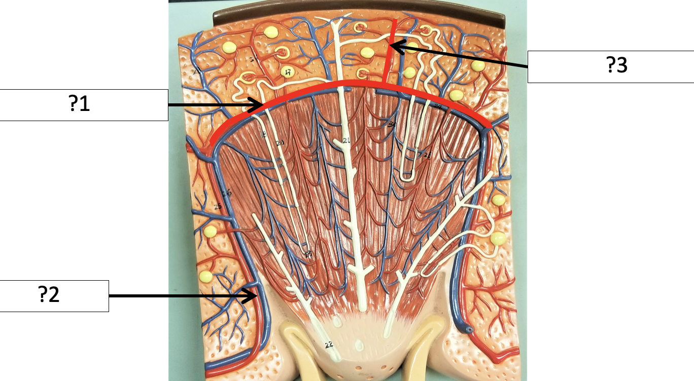 <p>1 Name the artery?</p>