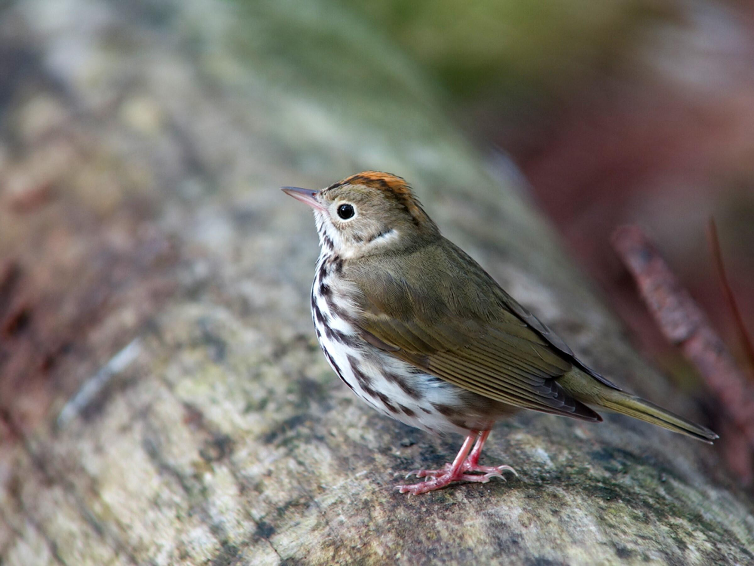 <p>Common name<br>Family</p>