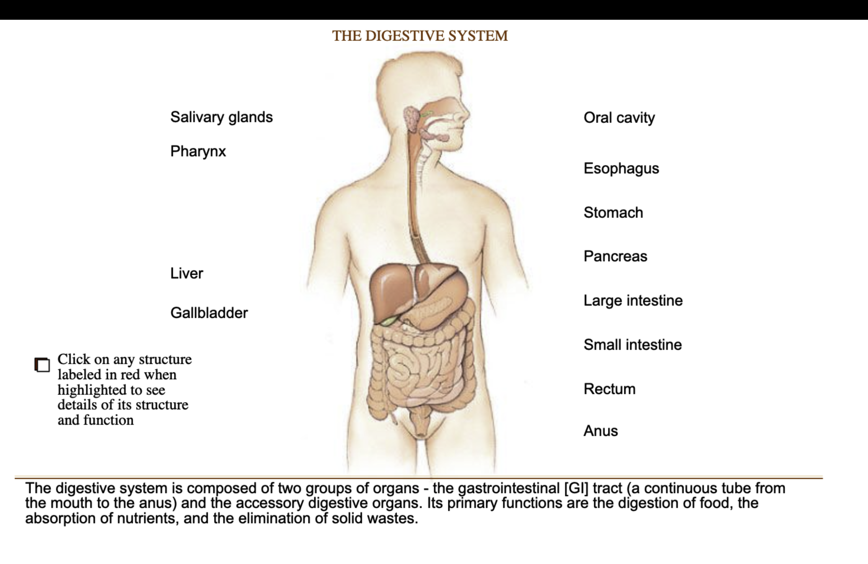 <p><strong>Digestive System</strong></p>