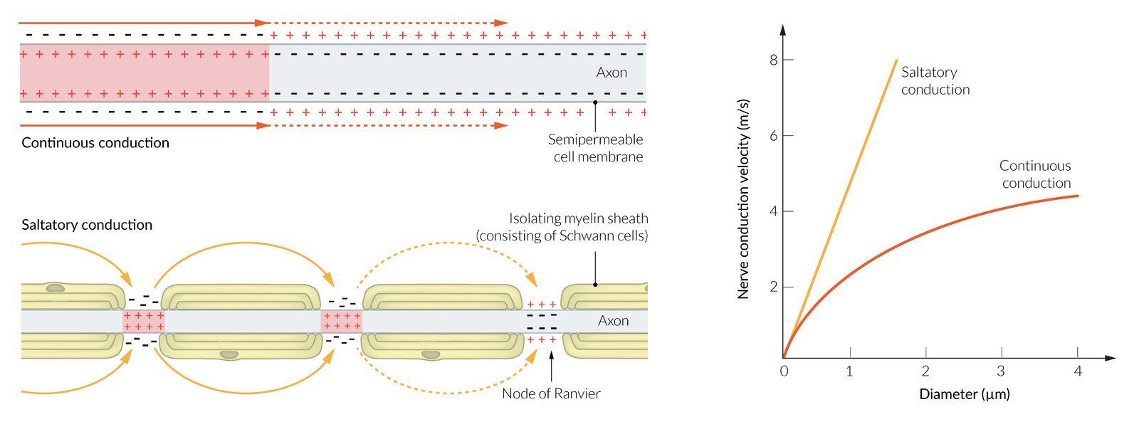 <p>Unmyelinated regions between myelinated segments</p><p>Increased Na+ channels = Saltatory conduction</p><ul><li><p>Gaps in myelin = Signal jump between gaps = Increase AP velocity</p></li></ul><p></p>