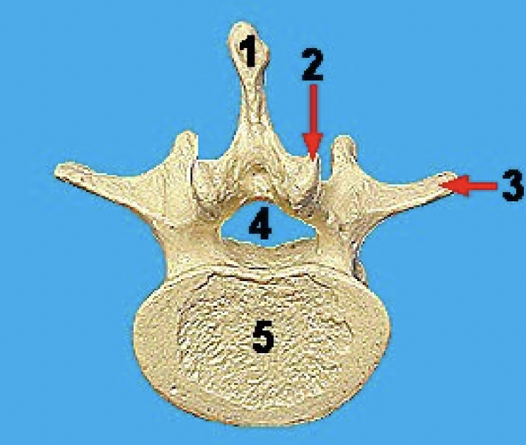 <p>what vertebra is this and what view</p>