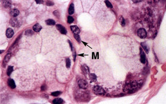 <p>Name</p>