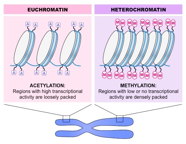 <p><mark data-color="#ffffff" style="background-color: rgb(255, 255, 255); color: inherit;">Both DNA methylation and acetylation are types of histone modifications</mark></p><p><span style="background-color: rgb(229, 224, 236);"><mark data-color="#ffffff" style="background-color: rgb(255, 255, 255); color: inherit;">Histone modifications: Chemical changes to histone proteins that control how tightly DNA is wrapped around them</mark></span></p><ul><li><p><span style="background-color: rgb(229, 224, 236);"><mark data-color="#ffffff" style="background-color: rgb(255, 255, 255); color: inherit;">These changes alter chromatin structure, turning genes on or off without changing the DNA sequence itself</mark></span></p></li></ul><p></p>
