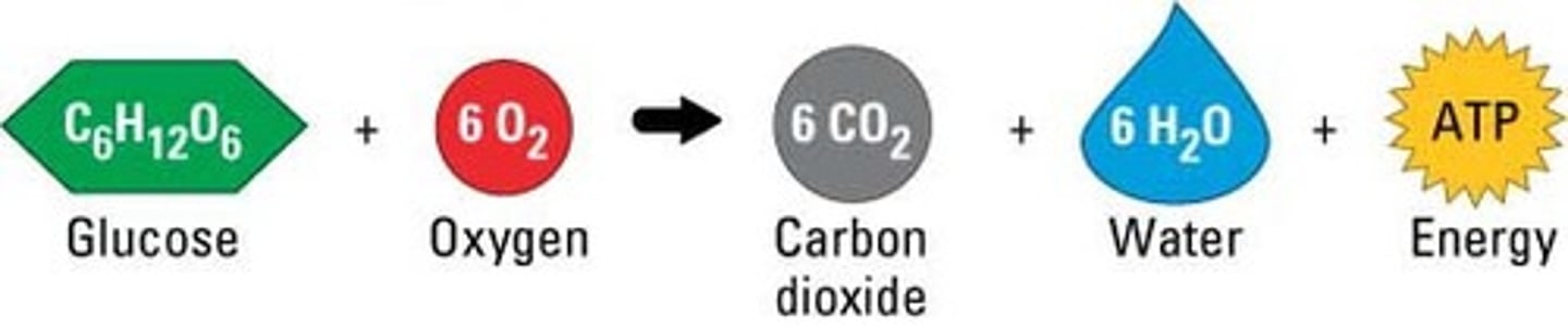 <p>6CO2 (carbon dioxide)6</p><p>cellular respiration equation= c6h12o6+ 6co2 + 6h2o + energy</p>