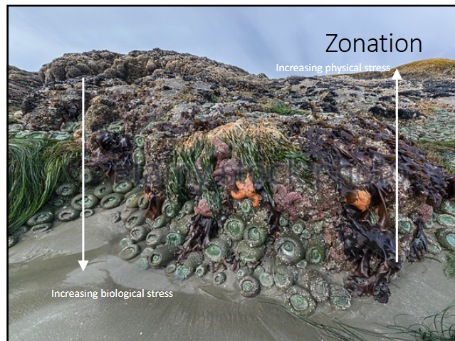 <p>do physical stresses always dominate upper on the zonation compared to biological stress?</p>