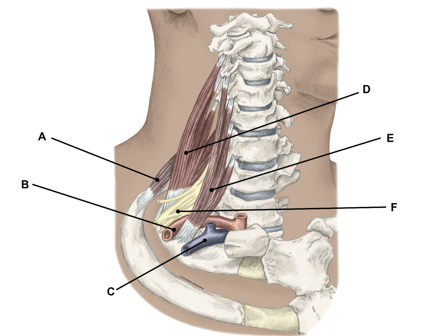 <p>Match the appropriate term with the landmark or structure (A-F) identified in the picture below. Answers are used once and there are incorrect choices. NO partial credit.</p>