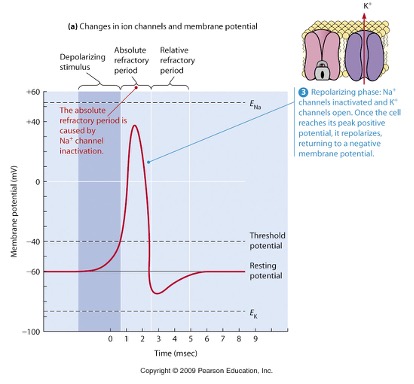 <p>What action potential is this? </p>