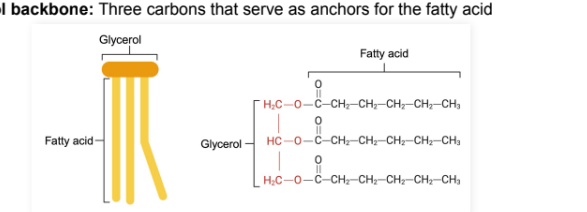 <p>Three carbons that serve as anchors for the fatty acid chains</p>