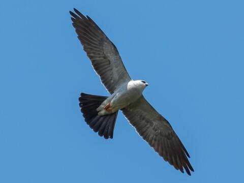 <p>Mississippi Kite</p>