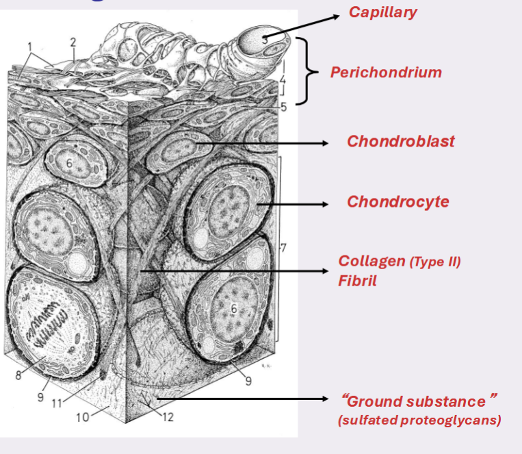 <p>avascular</p><p>nutrient and gas exchange in ECM</p><p>releases water when compressed but can reabsorb when compression alleviated</p>