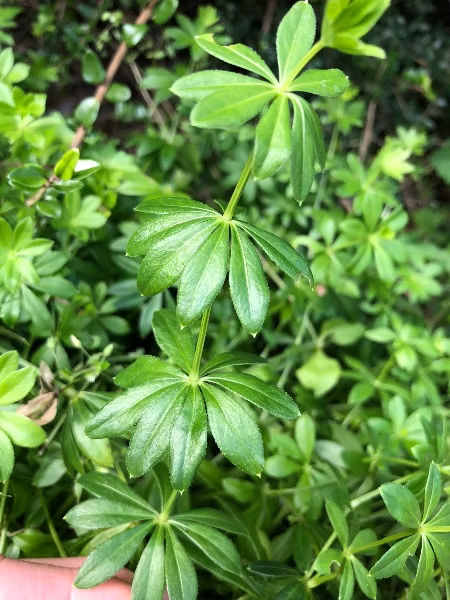 <p>Invasive, whorled leaves, ground cover</p>