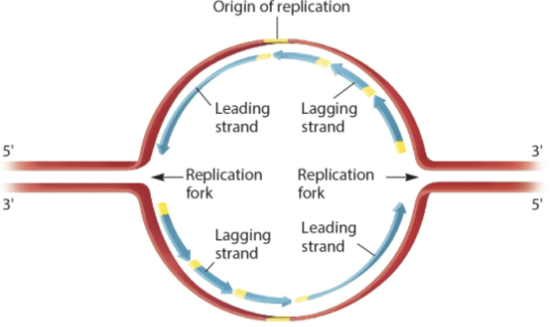 <p>Y-shaped region where the DNA double helix unwinds</p>