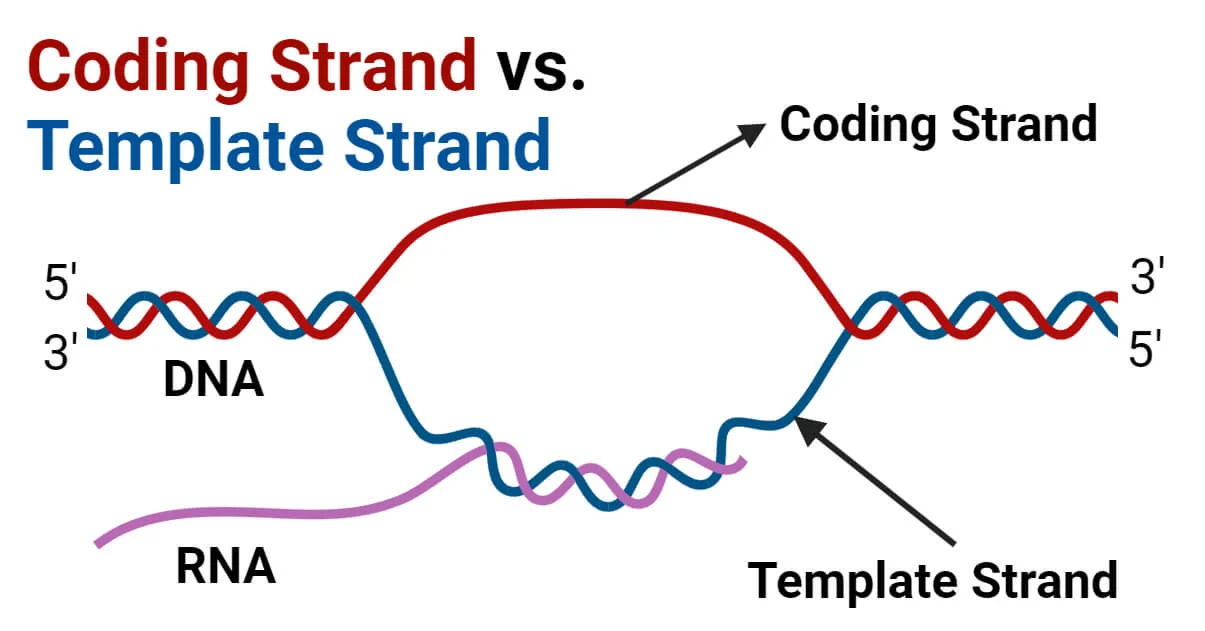 <p>Non-Template Strand (Coding Strand)</p>