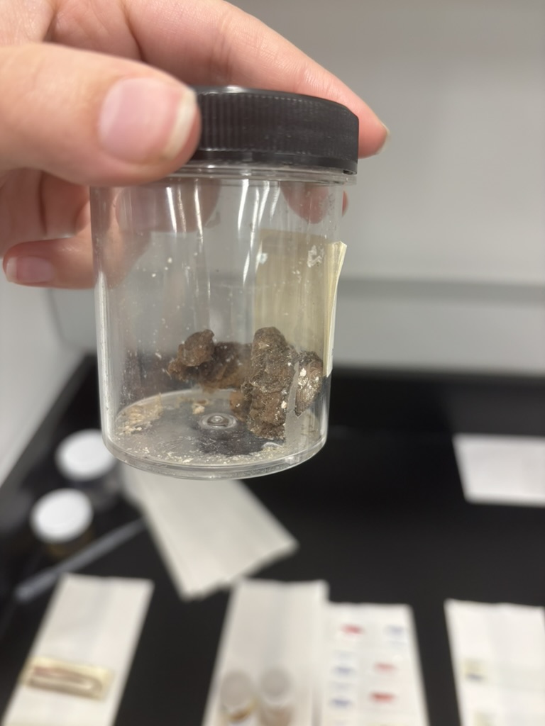 <p>What is this (phylum, subphylum, common name)?</p>