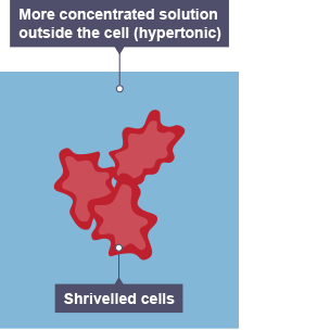 <p>Shrink and become shrivelled</p>