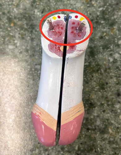 <p>paired column of erectile tissue located dorsal within the penis</p>