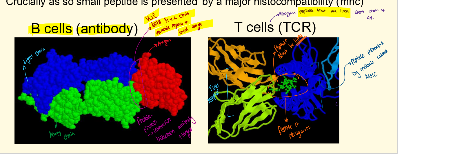 <p>B cell </p><ul><li><p>Varibale region of both heavy and light chain bind to antigen, proetin protein interaction </p></li></ul><p>T cell </p><ul><li><p>TCR binds to linea peptides (small) that have been presented by MHC </p></li></ul><p></p><p></p>