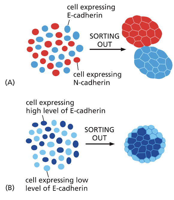 <ul><li><p>Different types of cadherins are expressed in specific tissues</p></li><li><p>E-cadherins are found on <strong>epithelial cells, N-cadherins in neurons</strong> (anbd cardiac muscle)</p></li><li><p>The amount and type of cadherins on cell surfaces <strong>help segregate cells into specific tissues</strong></p></li></ul><p></p>