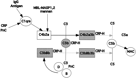 <p>D. Hoạt hoá bổ thể (activating complement)</p>