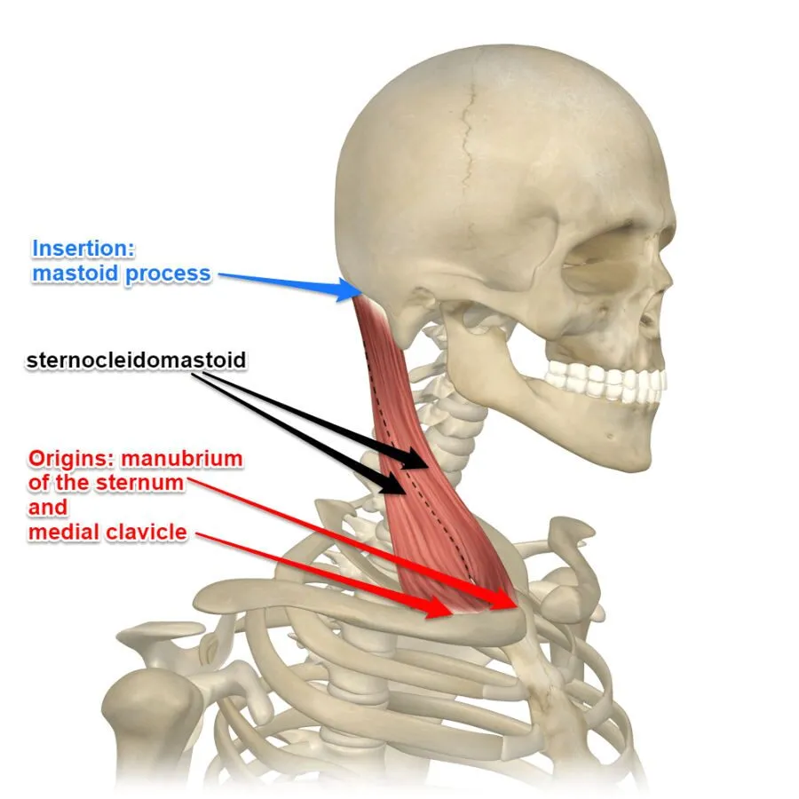 <p>Large diagonal muscle running across the side of the neck.</p>