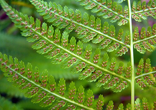 <ul><li><p>Delicate feathery fronds</p></li><li><p>Young fiddleheads tightly curled in spring</p></li><li><p>Bright green arching leaves in summer</p></li><li><p>No flowers or seeds</p></li><li><p>Moist forests & streambanks</p></li></ul><p></p>
