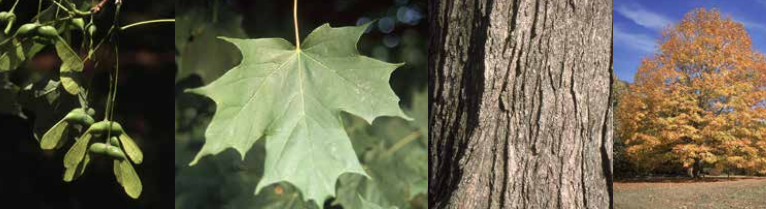 <p>Identify this tree: </p>