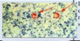 <p>identify</p><p></p>