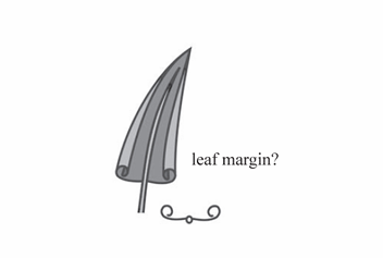 <p>A leaf margin that is rolled upward or toward the upper side.</p>