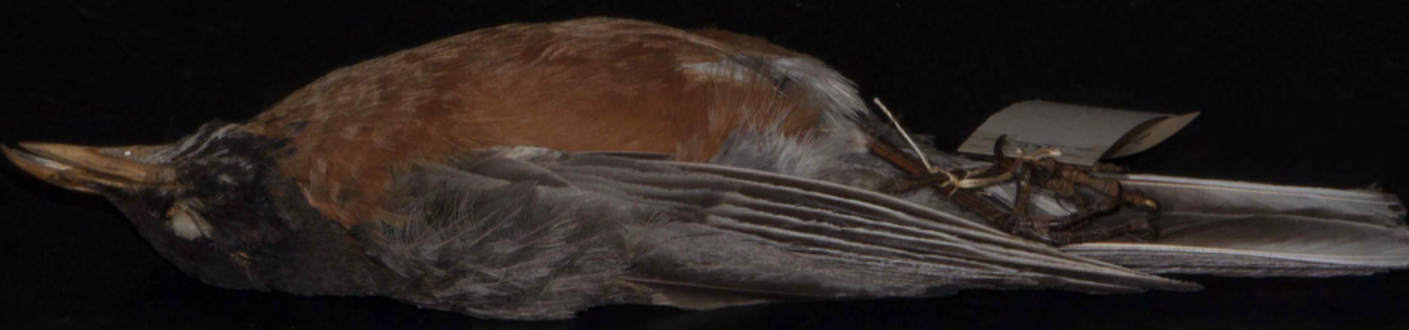 <p>American Robin</p>