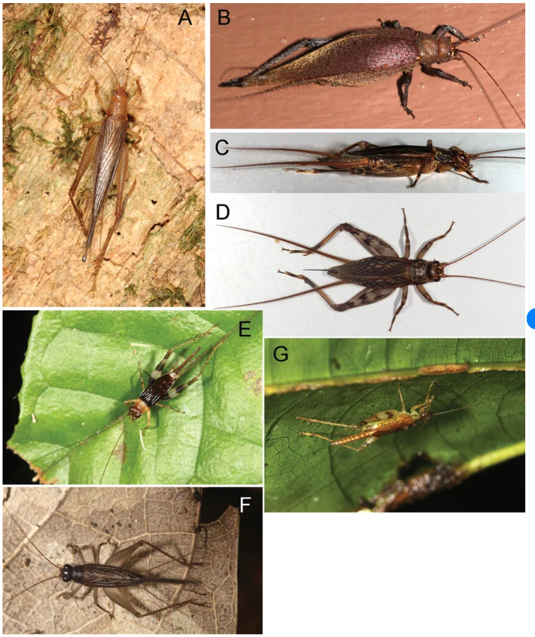 <p>An orthopteran family in sub-order Ensifera</p><p>true crickets</p>