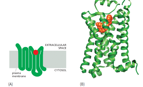 <p>made of polypeptide chain that passes through membrane 7x</p><ul><li><p>extracellular region produce ligand binding site</p></li><li><p>cytoplasmic regions interact w/ and activate trimeric G-proteins</p></li></ul><p></p>