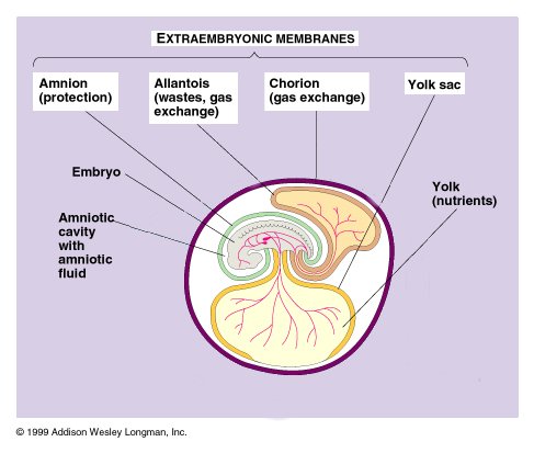 <p><span style="background-color: transparent; font-family: "Times New Roman", serif;">4 membranes</span></p><ul><li><p><span style="background-color: transparent; font-family: "Times New Roman", serif;">Yolk sac - nutrients (connected to embryo, below)</span></p></li><li><p><span style="background-color: transparent; font-family: "Times New Roman", serif;">Amnion - cushion from impact (around embryo)</span></p></li><li><p><span style="background-color: transparent; font-family: "Times New Roman", serif;">Chorion - gas exchange (outer layer)</span></p></li><li><p><span style="background-color: transparent; font-family: "Times New Roman", serif;">Allantois - storage waste (connected to embryo, above)</span></p></li></ul><p></p>