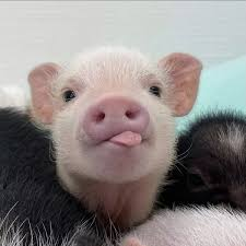 <p>pig system</p>