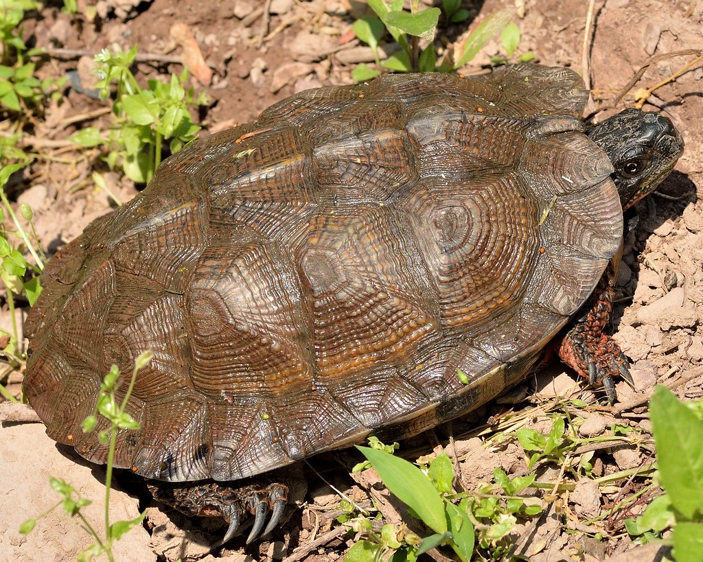 <p>Wood Turtle (<em>Glyptemys insculpta</em>)</p>