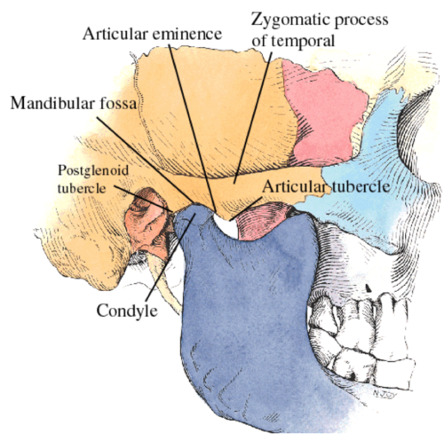<p>what is located <strong>posterior </strong>to the mandibular fossa of the temporal bone</p>