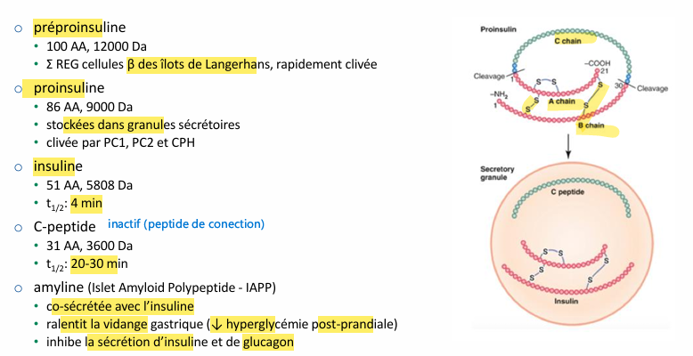 <p>o anabolique, anti-catabolique </p><p>o stimule:</p><ul><li><p> entrée de glucose (muscle et tissu adipeux) (GLUT4)</p></li><li><p> glycogenèse hépatique </p></li><li><p> Σtriglycérides (foie et tissu adipeux) et de VLDL </p></li><li><p>entrée cellulaire des acides aminés et Σ protéique</p></li><li><p> entrée K+ et P (entré de P se justifie par un besoin pour la synthèse d’ATP)</p></li></ul><p>o inhibe:</p><ul><li><p>néoglucogenèse </p></li><li><p>glycogénolyse </p></li><li><p>protéolyse </p></li><li><p>lipolyse</p></li></ul><p></p>