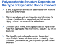<p>⍺ polysaccharides</p>