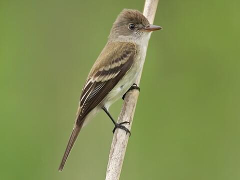 <p>Willow Flycatcher</p>