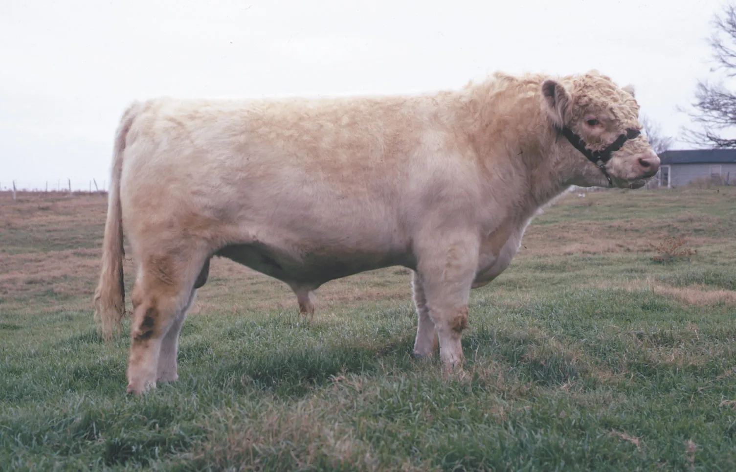 <p>Dual purpose </p><p>red and white roan color </p>