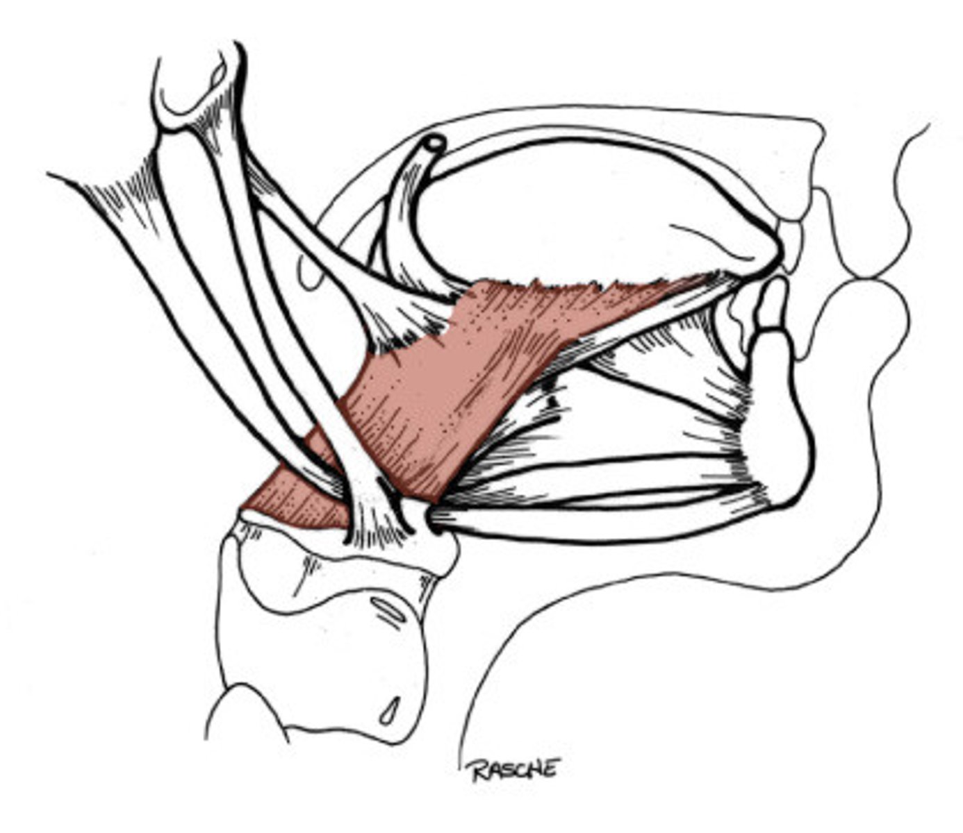 <p>Origin: hyoid bone</p><p>Insertion: inferior tongue</p><p>Action: depresses and retracts tongue</p>