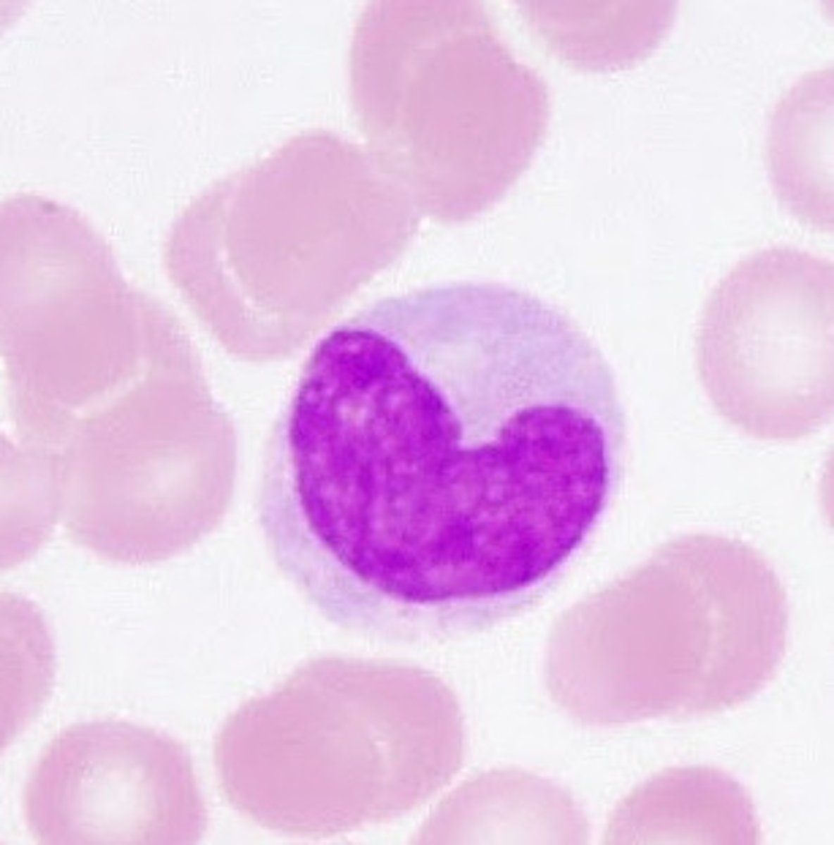 <p>monocyte</p>