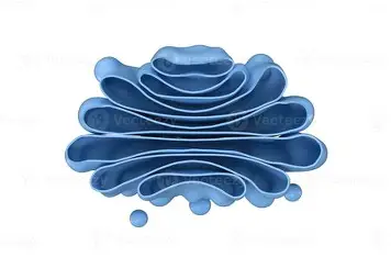 <p>Golgi Apparatus</p>