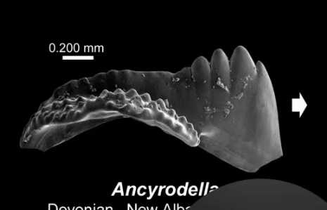<p>Identify tyoe of conodont element</p>