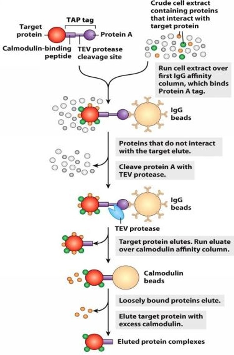 <p>tandem affinity purification: allows two purification steps eliminating loosely associated proteins, and minimizing non-specific binding</p>