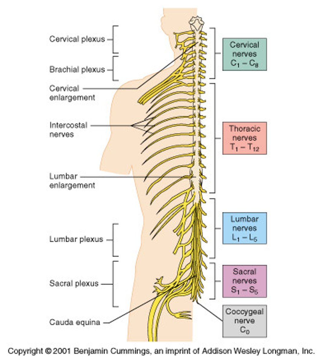 <p>31 pairs named for where exit:</p><p>8 cervical (C1-C8)</p><p>12 thoracic (T1-T12)</p><p>5 lumbar (L1-5)</p><p>5 sacral (S1-S5)</p><p>1 coccygeal (C0)</p>